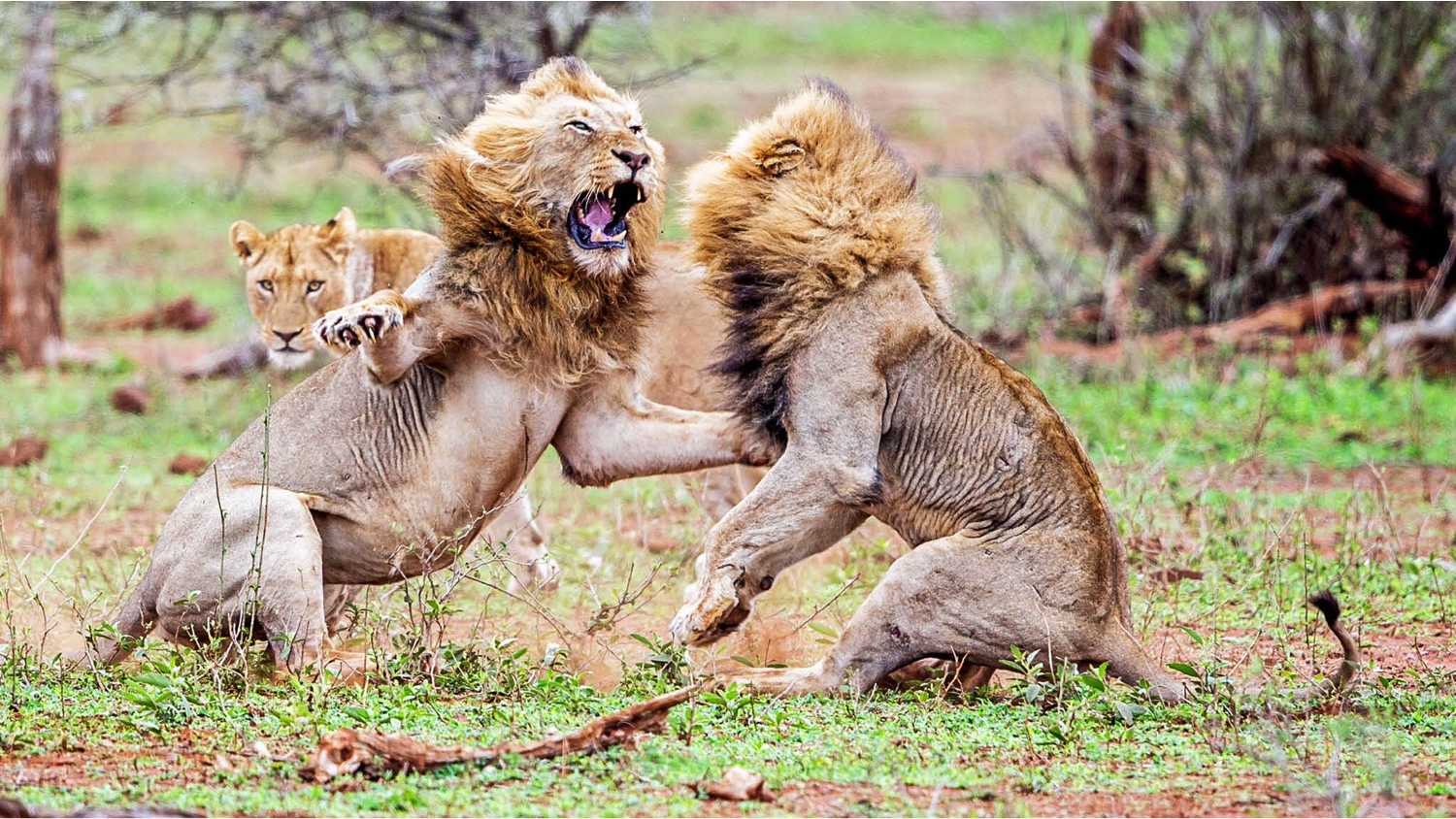 Lion fight  Get better at being challenged - 7 top tips lion fight